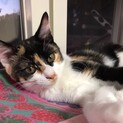 綺麗でフレンドリーな三毛猫♪ レイレイ