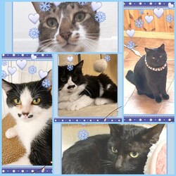 とだニャン保護猫里親会 サムネイル2