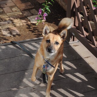 抱っこが大嫌い！夢ちゃん5歳