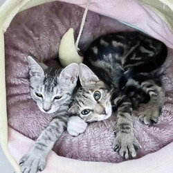 in豊明市☆全部で子猫が50匹～2会場で子猫祭り！☆2023年12月10日（日）～ちーむ にゃいんず