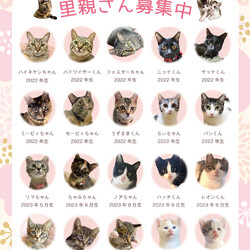 NPO法人 ねこのわNARA 保護猫 小さな譲渡会 サムネイル2