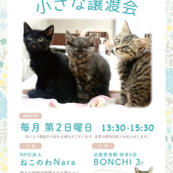 NPO法人 ねこのわNARA 保護猫 小さな譲渡会 サムネイル3