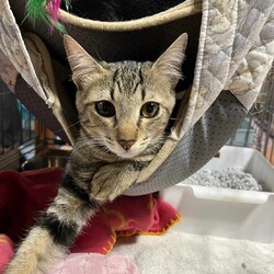 in瀬戸市☆全部で子猫が50匹～2会場で子猫祭り！☆2023年12月10日（日）～ちーむ にゃいんず