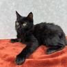 黒猫長毛トム！里親に幸福を里親から沢山の愛を❤ サムネイル2