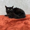 黒猫長毛トム！里親に幸福を里親から沢山の愛を❤ サムネイル3