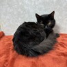 黒猫長毛トム！里親に幸福を里親から沢山の愛を❤ サムネイル4