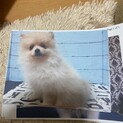 4歳のポメラニアン