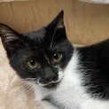 人なれ抱っこ好き黒白男の子
