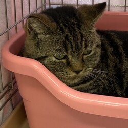 三重県桑名市12月10日(日)リトルパウエイド譲渡会 サムネイル2