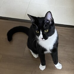 三重県桑名市12月10日(日)リトルパウエイド譲渡会 サムネイル3