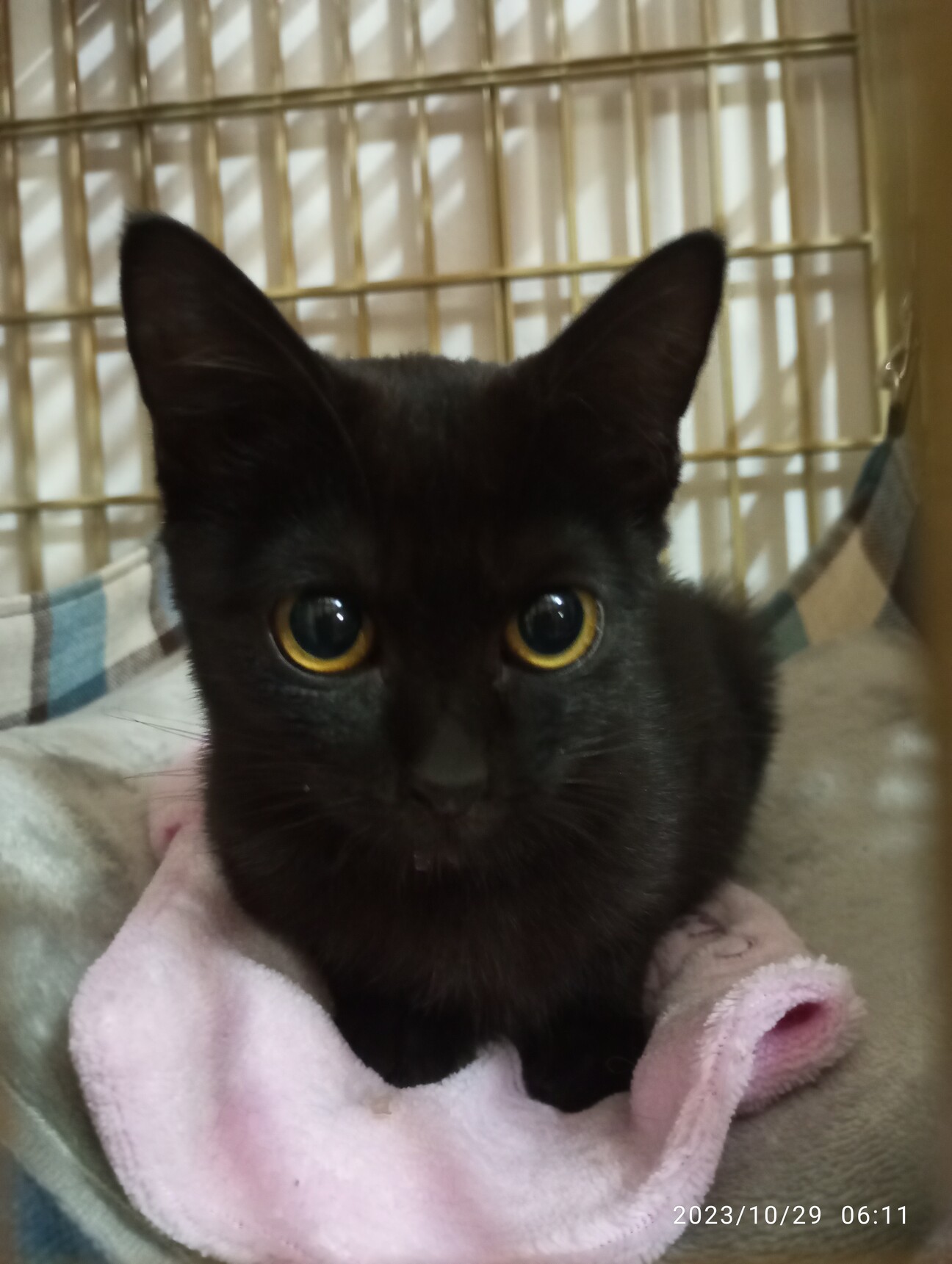 福岡 猫 里親