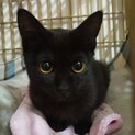 黒猫の子猫の里親募集