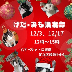 けだ・まも　クリスマス譲渡会
