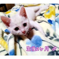 長崎ねこはぴ　保護猫譲渡会 サムネイル2