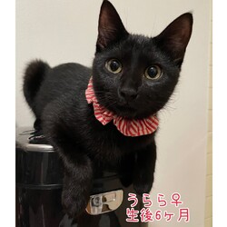 長崎ねこはぴ　保護猫譲渡会 サムネイル3