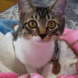 [12/23譲渡会参加]みくちゃん♥︎