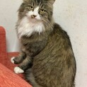 長毛の美猫さんです