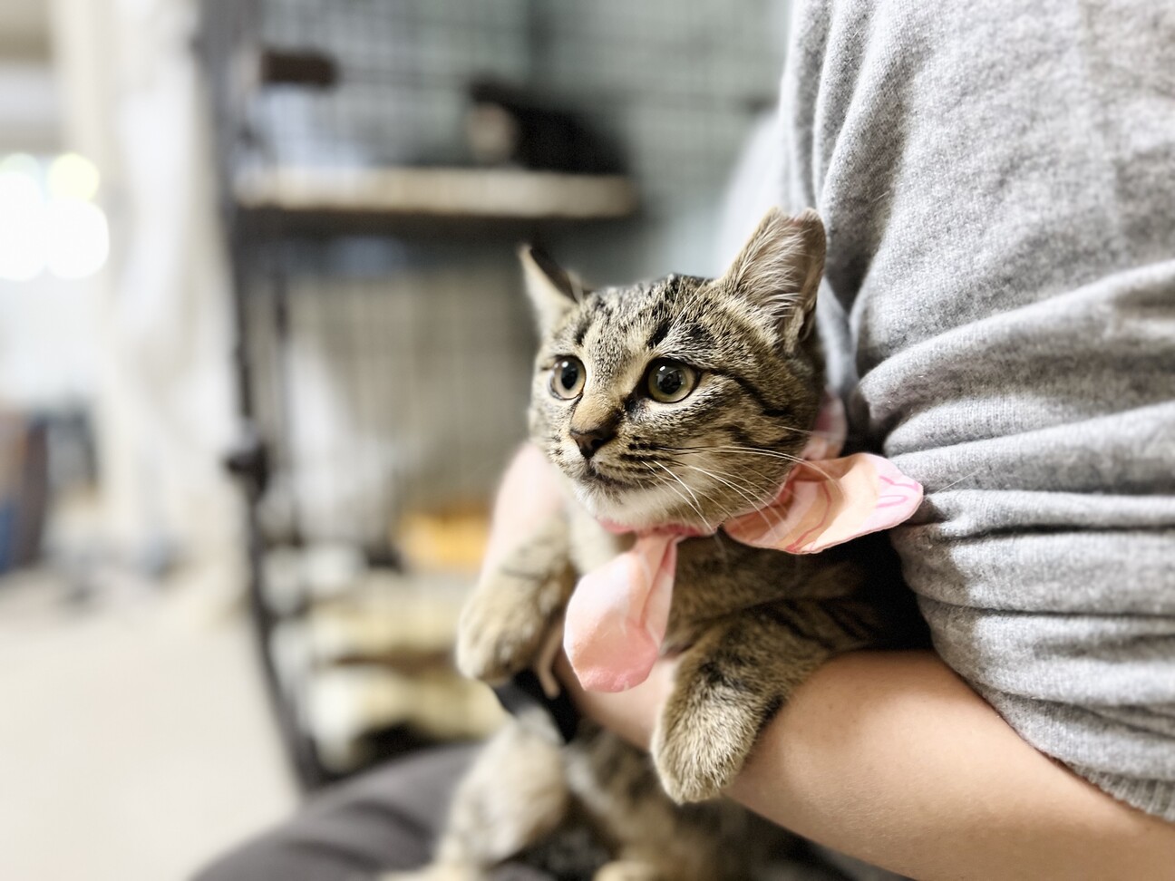 もちもち子猫ちゃんココア」京都府 - 猫の里親募集(477976