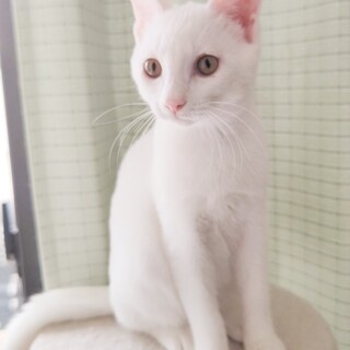 なれなれ元気な真っ白美猫女子❤️みるく