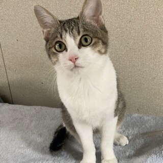 ゴロゴロの甘えん坊さんキジ白女子❤️みー