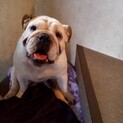 ブルドッグ 女の子 ハニーちゃん♥️