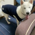 北海道犬