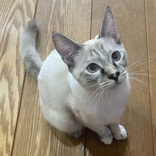 ブルーアイがステキなシャムMIXの女の子