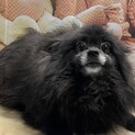 【お問合せ多数のため募集一時停止】黒ポメちゃん5歳