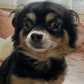 人見知りなチワワ君　6歳
