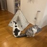 の写真