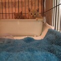 2か月のオス猫兄弟