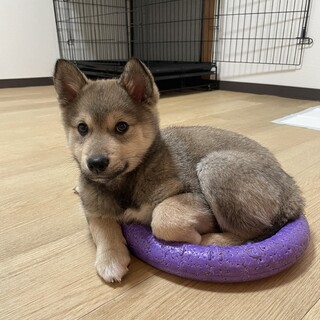 ポン太♂子犬2〜3ヶ月