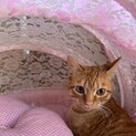 人なれバツグン茶トラ男の子