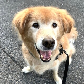 人懐っこくて元気いっぱい甘えん坊♪のぶながくん