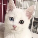 オッドアイの白猫天使・丸顔ピア姫