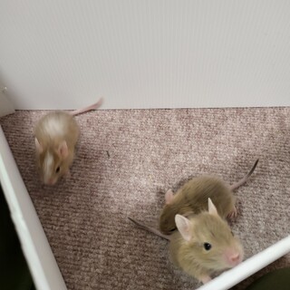 11月19日生まれデグー2匹の里親さんを募集です