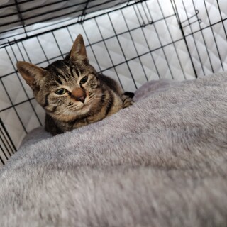 生後半年の甘えん坊子猫ちゃんです^..^ ੭