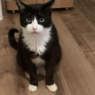 3/24譲渡会✨奄美からきたナデると転がる甘えん坊