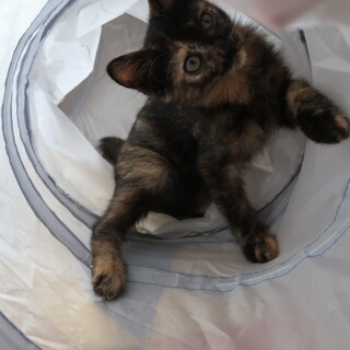 我が家に引っ越してきた猫一家に一生のかぞくを