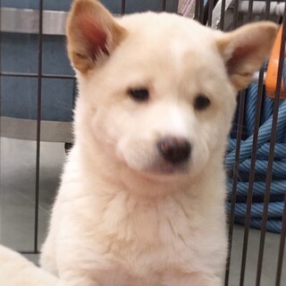 【相談中】かわいい子犬　あまたくん　1ヶ月半