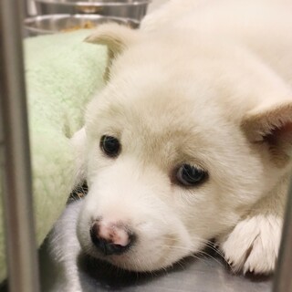 【相談中】かわいい子犬　あまなちゃん　1ヶ月半