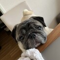 とても穏やかな性格のパグくんです