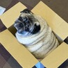 とても穏やかな性格のパグくんです サムネイル4