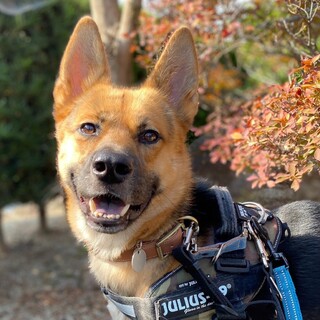 とっても賢く、心優しい男の子♡