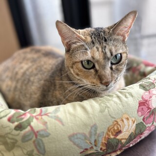 【1∕28芝浦】おっとりさんな女の子★ナッツ