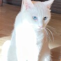 白猫マオ君里親様募集中