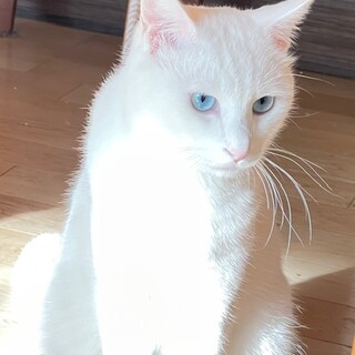 白猫マオ君里親様募集中