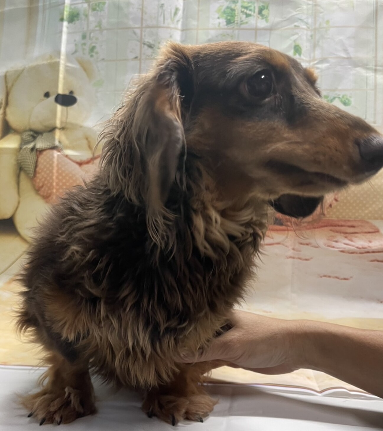 ダックスです　他の方は購入ご遠慮ください おすわり】ミニチュアダックスフンド（ブラックタン）（画像） | SPICA