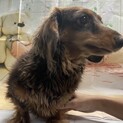 明るい性格のダックスちゃん　4歳