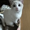 【1/28芝浦】天真爛漫な白シャム美猫ファミリー サムネイル3